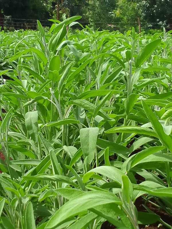 SAGE from Kenya